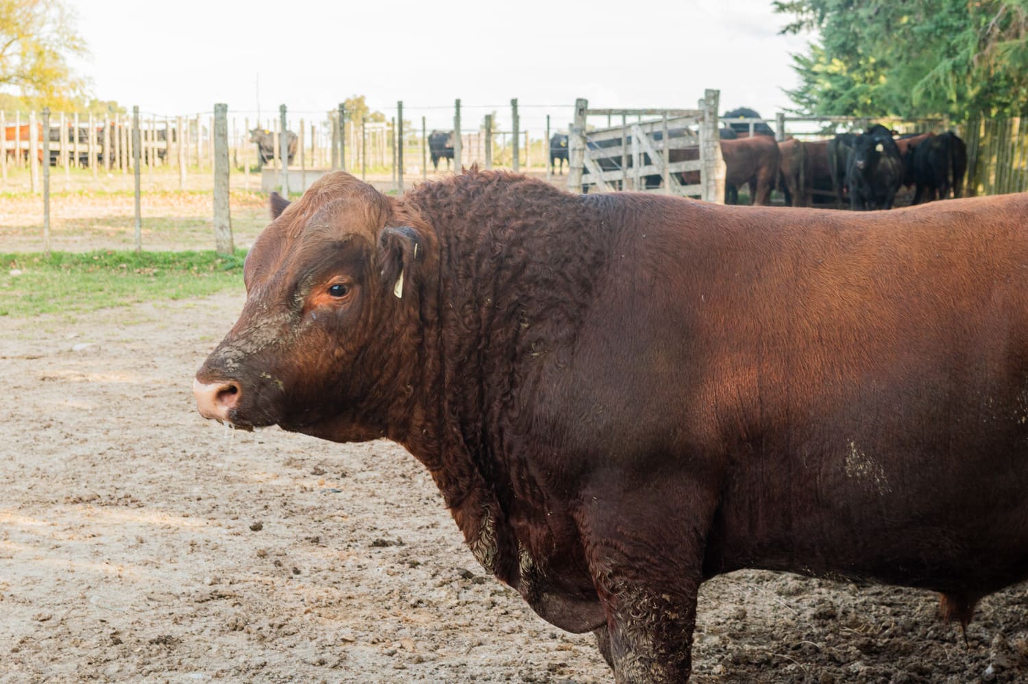 Genética con respaldo